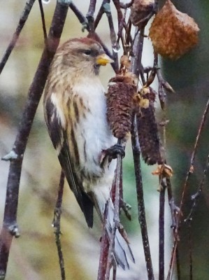 DSC01855.jpg (170.18 Kio) Vu 12066 fois Sizerin (Daniel Basley)