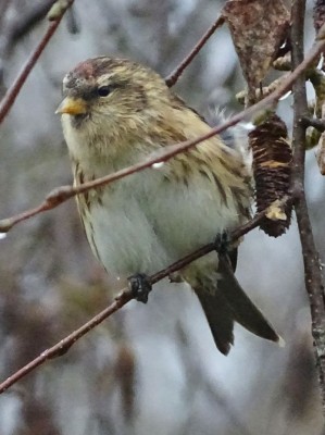 DSC01864.jpg (148.03 Kio) Vu 12066 fois Sizerin (Daniel Basley)