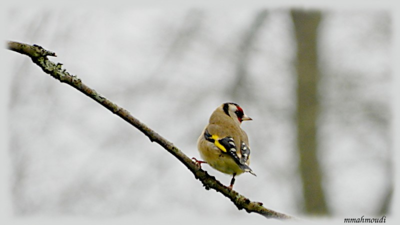 chardonneret bagué1.jpg (164.93 Kio) Vu 3947 fois Chardonneret bagué pris le 12 janvier sur un cerisier.