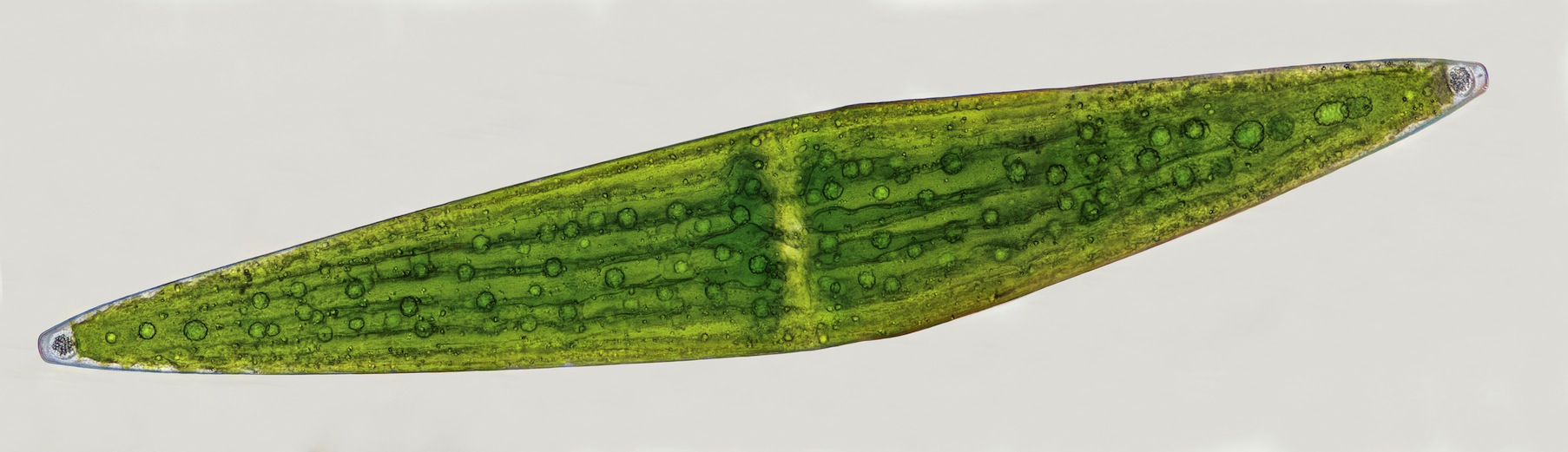 Closterium. lunula St M de Mt  JCO.jpg