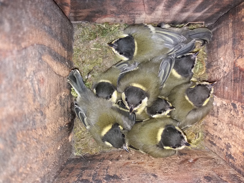 Mésanges charbonnière au nid.