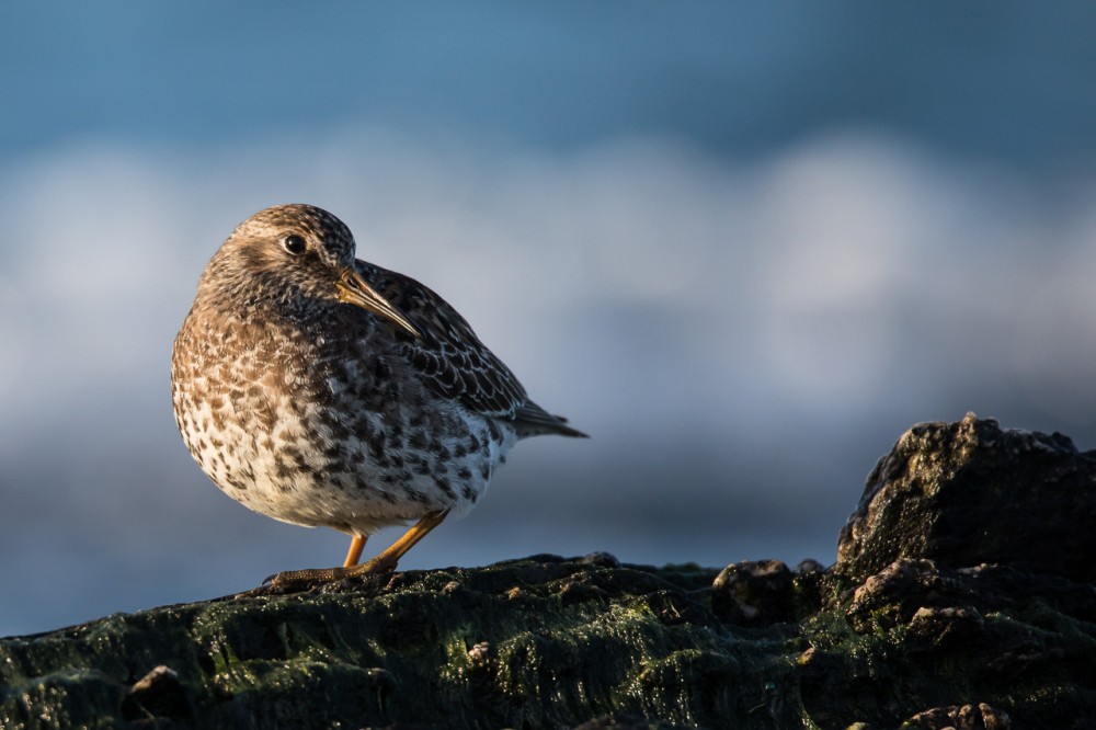 BERN1253.jpg (291.67 Kio) Vu 17490 fois Bécasseau violet