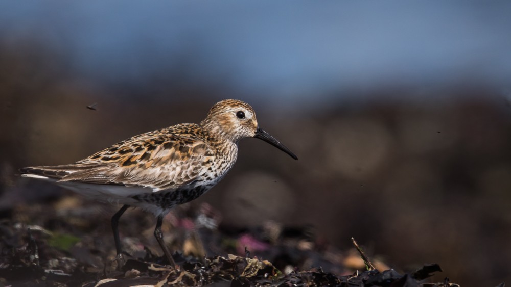 BERN1357.jpg (290.29 Kio) Vu 17490 fois Bécasseau variable