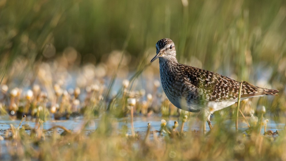 _MG_8718.jpg (282.64 Kio) Vu 17490 fois Chevalier sylvain