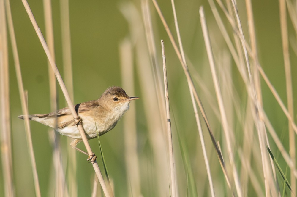 BERN2119.jpg (259.79 Kio) Vu 17490 fois Rousserole effarvatte