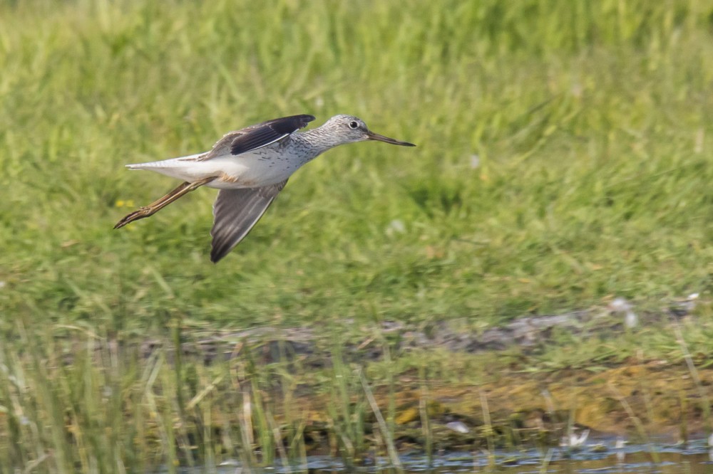 BERN1460.jpg (271.24 Kio) Vu 17432 fois Chevalier aboyeur