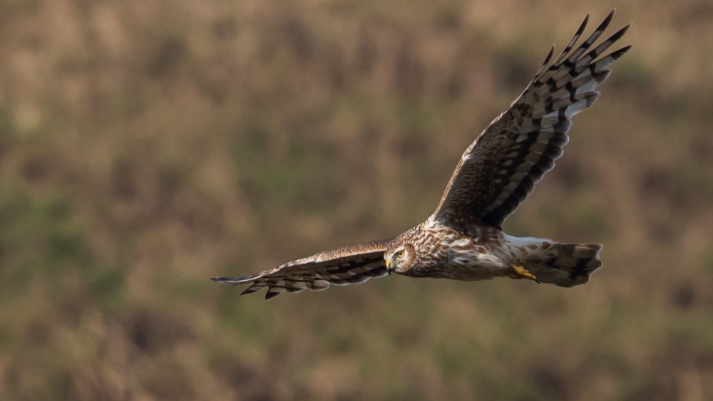 BERN1941.jpg (213.62 Kio) Vu 17432 fois Femelle saint martin