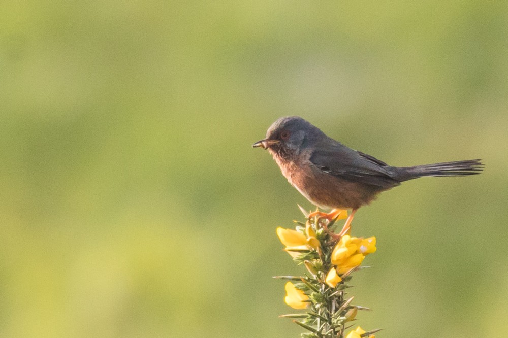 BERN1814.jpg (256.4 Kio) Vu 17432 fois Fauvette pitchou à proximité