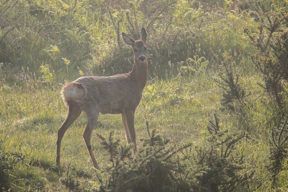 BERN1819-2.jpg (249.57 Kio) Vu 17432 fois Autre résident des landes de Vauville