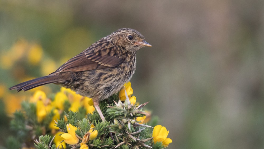 BERN2199-2.jpg (215.56 Kio) Vu 17432 fois Accenteur mouchet juvénile