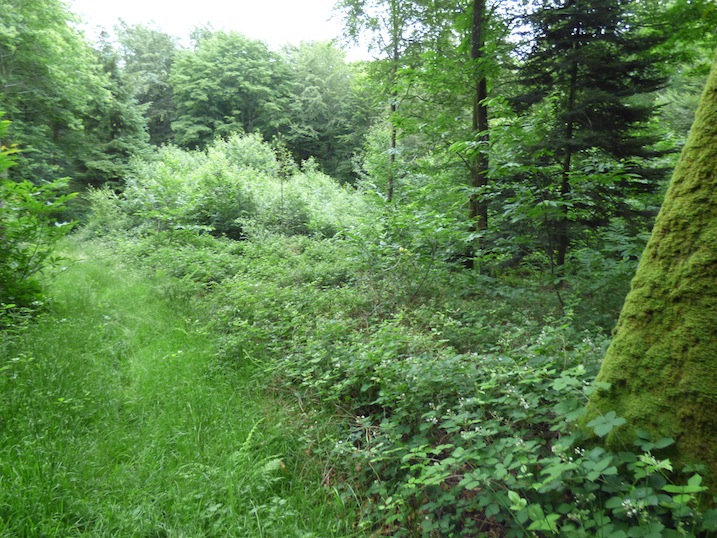 La clairière aux ronciers à fauvette à tête noire