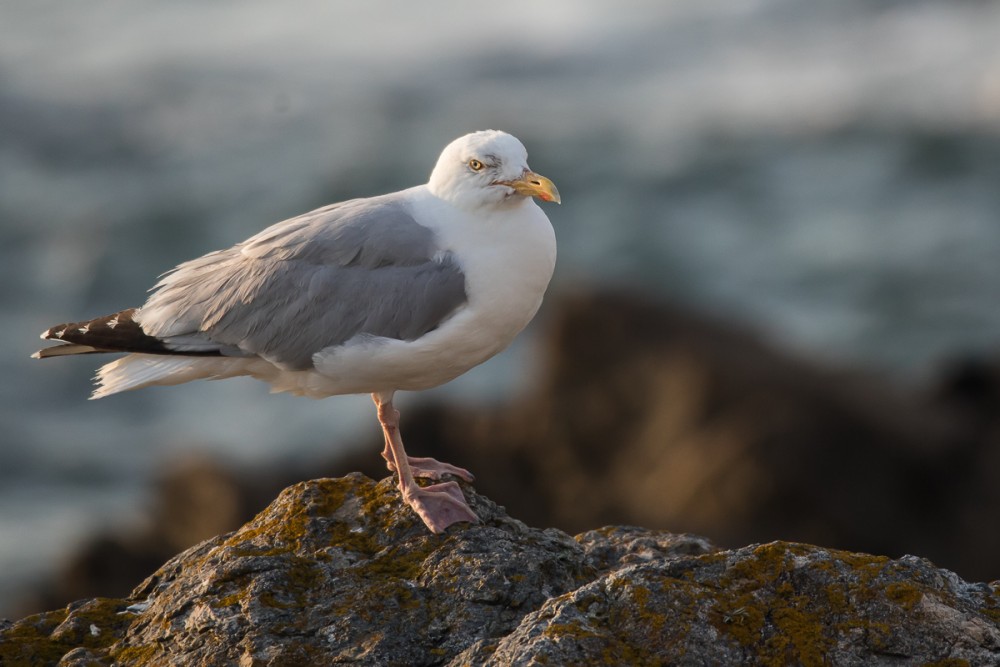 1.jpg (395.88 Kio) Vu 17146 fois Goéland argenté au Cap de la Hague