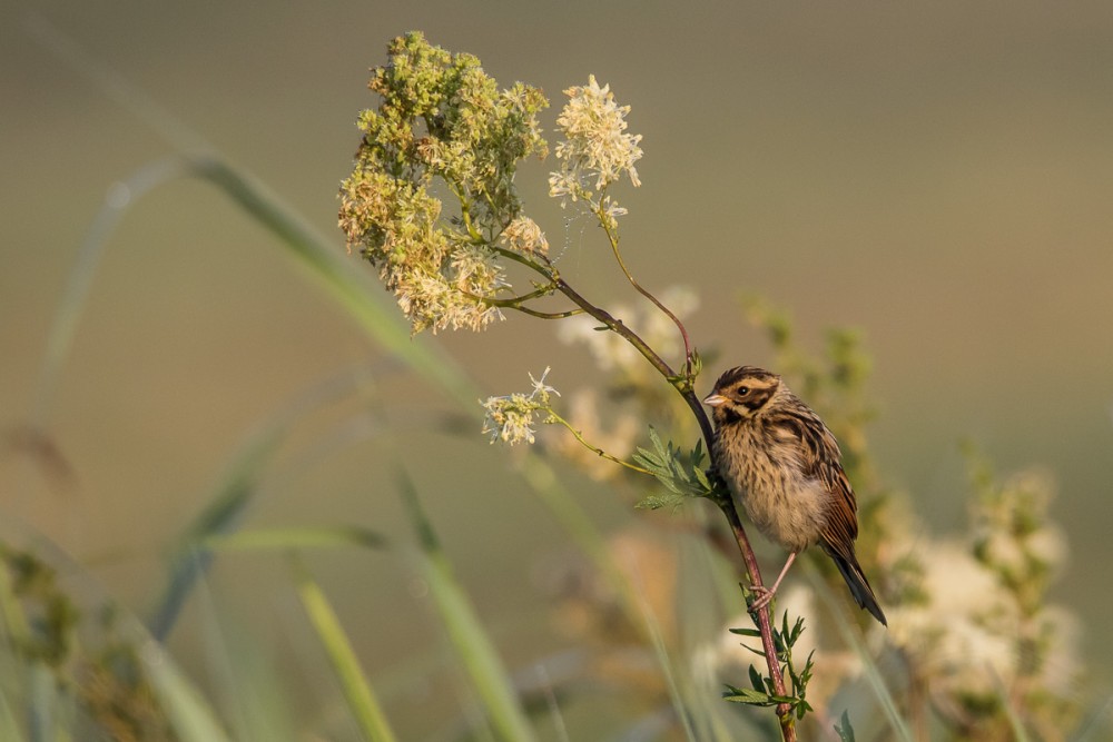4.jpg (258.45 Kio) Vu 17146 fois Jeune bruant des roseaux
