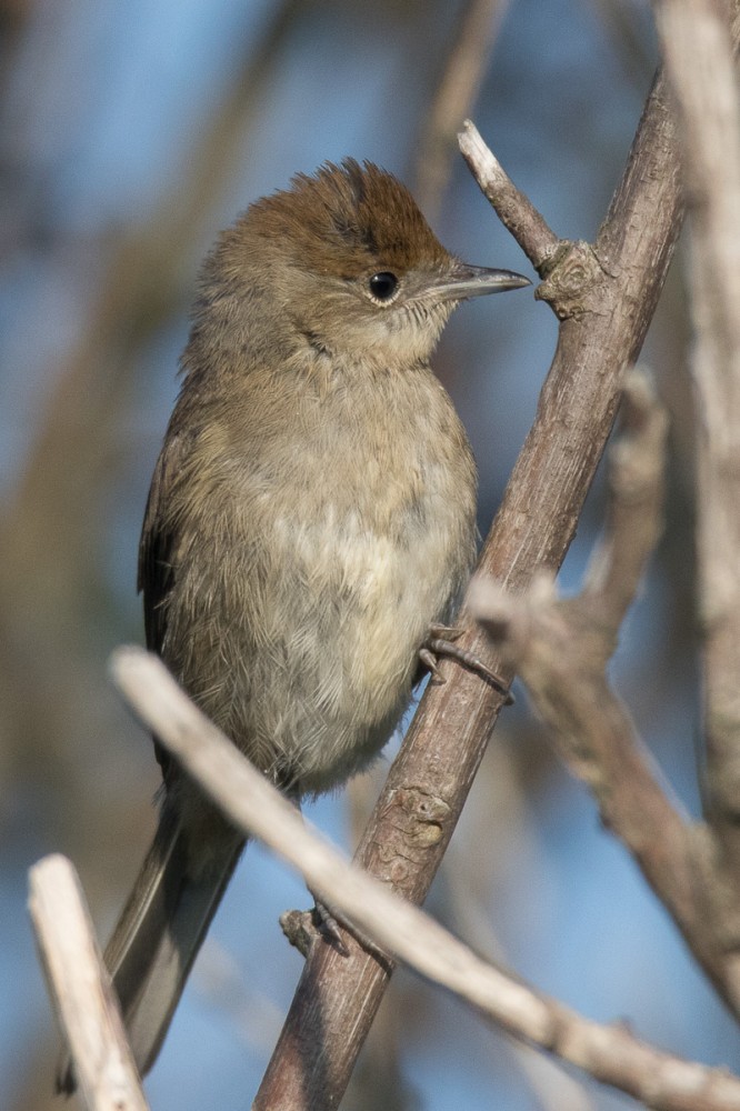 16.jpg (380.83 Kio) Vu 17018 fois A Omonville la Rogue, un arbuste bien fréquenté avec fauvette à tête noire