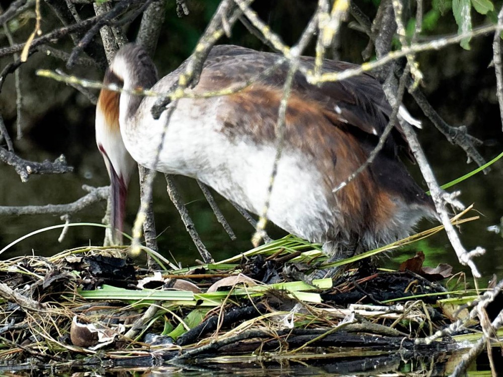 P8121745_DxO.jpg (219.65 Kio) Vu 21272 fois Un oeuf cassé et 2 oeufs intacts. 12/08/2018