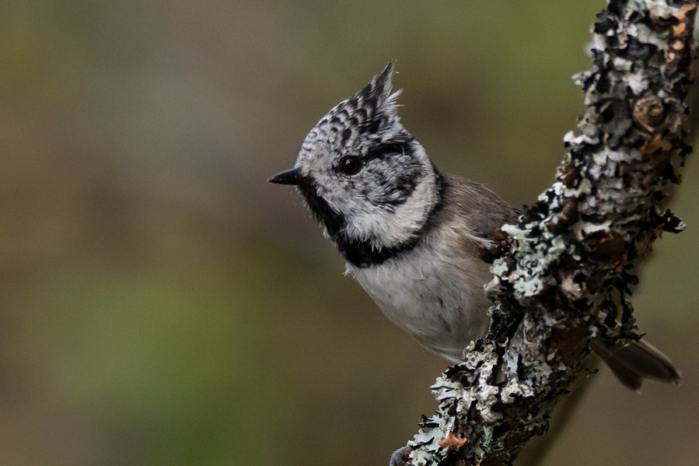 2.jpg (311.54 Kio) Vu 18454 fois Mésange huppée, bien présente dans les forêts