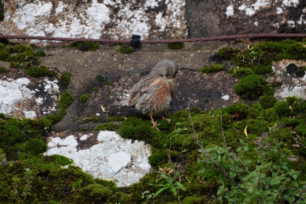 Accenteur alpin Mont-St-michel 11 2 19.JPG