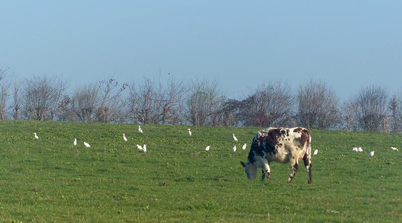 hérons gardeboeufs Vains photo E. Willay.jpg