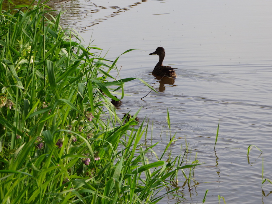 La femelle de colvert entraine sa nichée de canetons en les faisant circuler à l'abri de la végétation des rives. Le non fauchage de cette zone de végétation est un autre enjeu des échanges avec la municipalité.