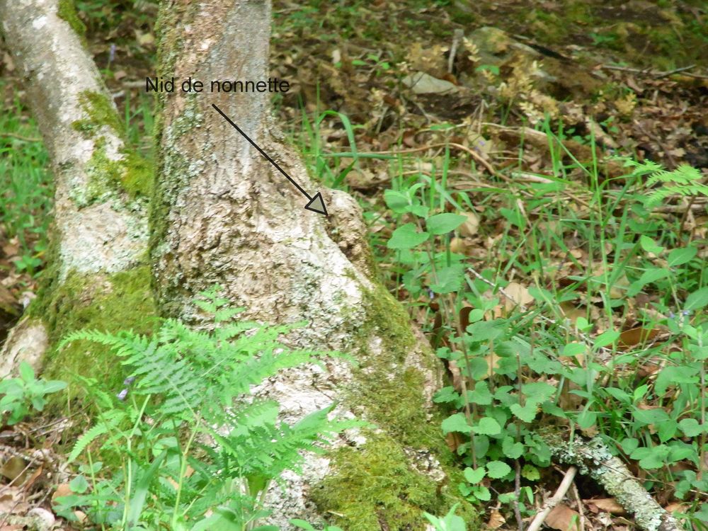 Cavité mésange nonnette