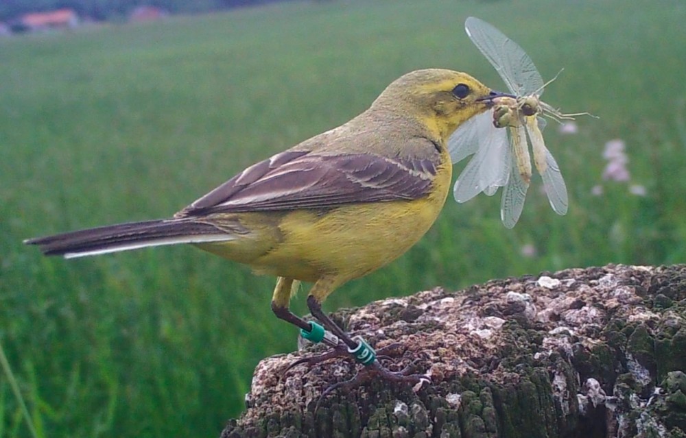 flavéole mâle nourrissant.jpg (240.87 Kio) Vu 58508 fois mâle de bergeronnette flavéole nourrissant ses jeunes