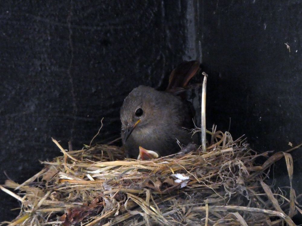 Le rougequeue noir s'est installé dans une des cours intérieures qui n'est pas accessible aux élèves qui ont cependant la possibilité d'observer cette nidification à partir du hall principal.