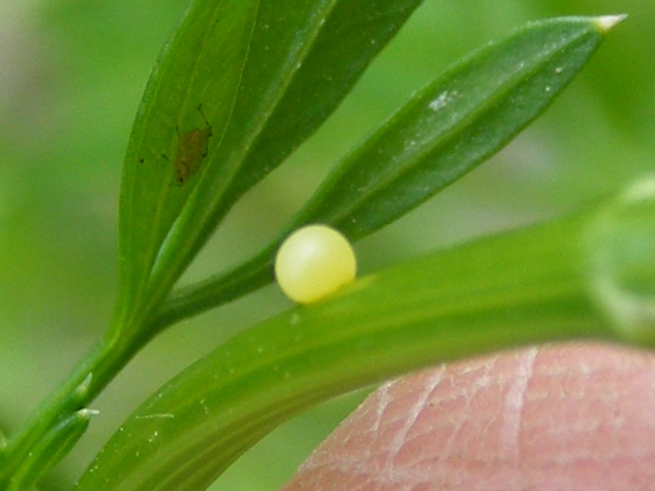 oeuf de machaon.JPG