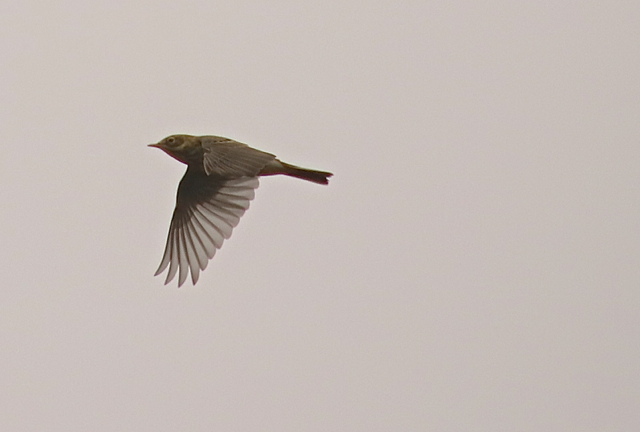 pipit farlouse10.jpg