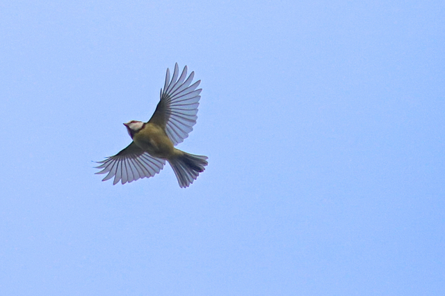 mésange bleue50.jpg