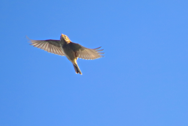 pipit farlouse71.jpg