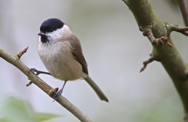 mésange nonnette18.jpg