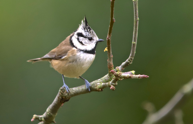 mésange huppée20.jpg