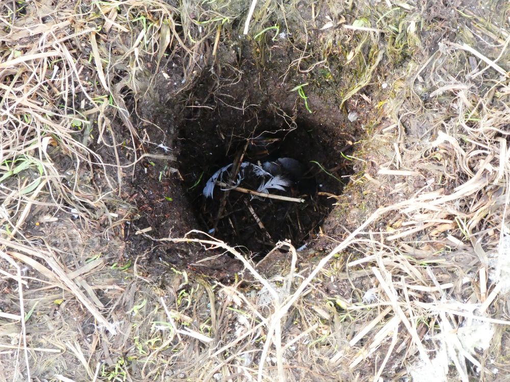 Le ragondin est bien présent sur l'île. Des crottes avaient été trouvées lors d'une précédente visite.