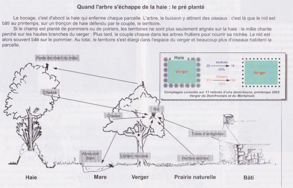 Intérieur premier pli.<br />Illustration de l'interaction de quelques éléments du verger au sein du bocage. <br />Une petite illustration peu compréhensible tente de montrer la différence de peuplement entre le verger bordé de haies et celui qui est privé de son écrin de haies: perte d'un tiers des espèces et de la moitié des individus... (tiré des données partielles de l'étude des vergers du Domfrontais)