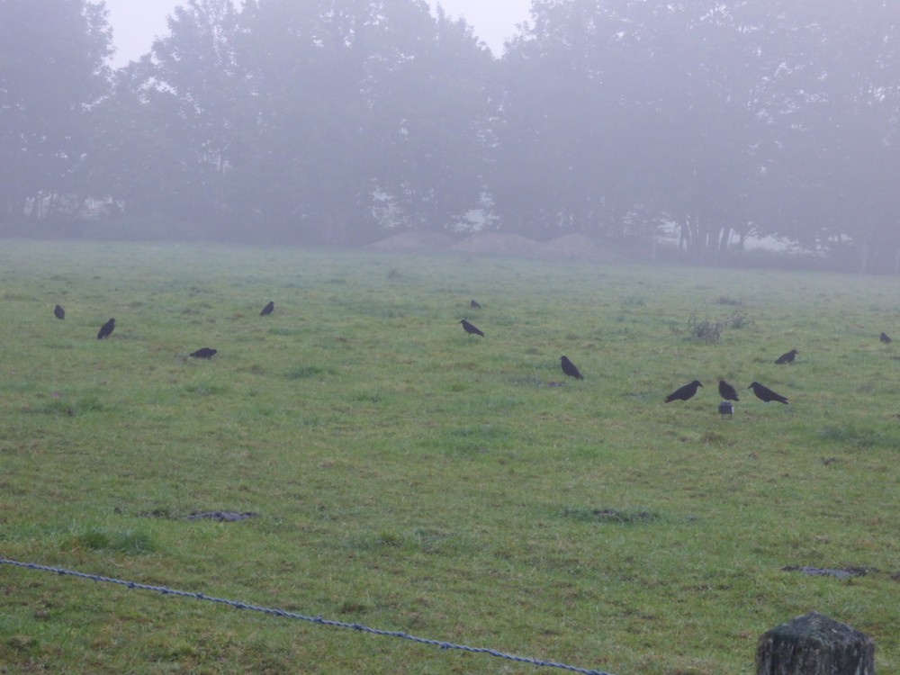 Une bande immobile, tête baissée. Observateur incrédule... Le Corvidor est maintenant interdit!