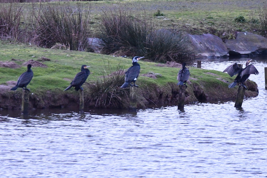 Quelques-uns des 13 grands cormorans présents. L'adresse est bonne visiblement pour les affamés... (Photo Robert Chevalier)