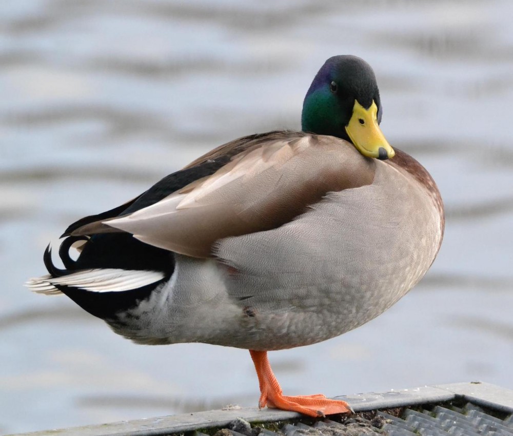 Et un colvert pour le comptage WI! (sur les 80 présents) mais aussi des mouettes, un martin-pêcheur, un cygne (célibataire endurci)... (photo Pascal Dadu)