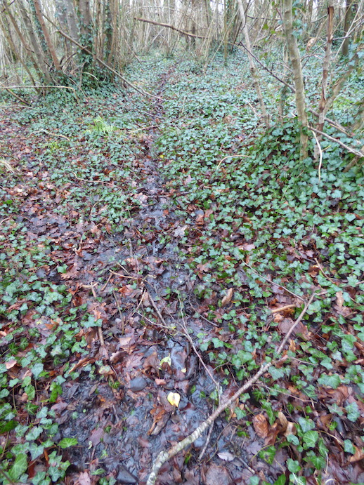 passage dans le bois