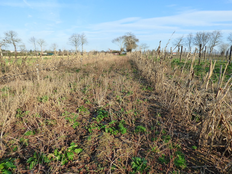 Entre les anciens rangs de légumes les adventices ont pris place. Les bandes de pinsons, chardonnerets et verdiers  se déplacent entre les anciennes tiges sèches de maïs.