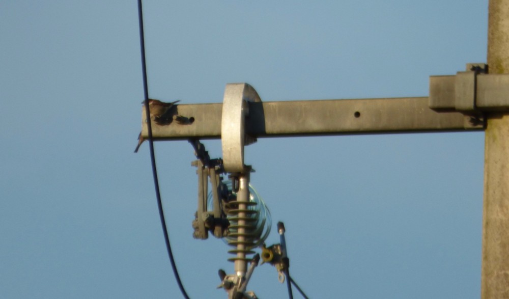 Couple de moineaux à l'entrée des orifices d'armatures électriques.