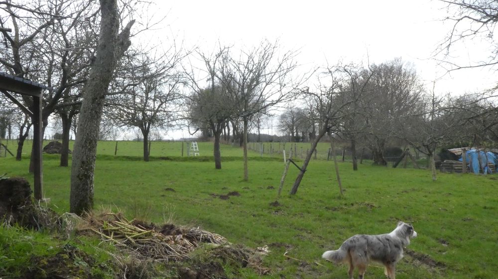 Partie sud du refuge avec verger, parcelles à moutons et chien. Tout au fond, à droite de beaux tétards. Il faut les voir!