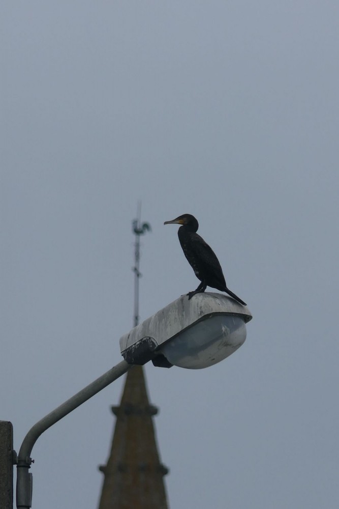 Grand cormoran granvillais (Jacques Alamargot)