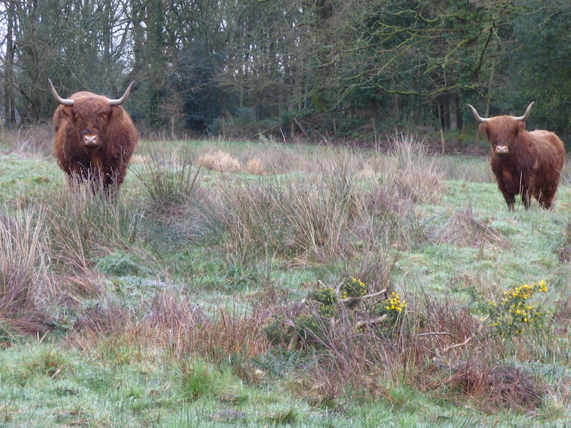 Cette race rustique avait été "importée" par Thierry Lecomte au Marais Vernier menacé de fermeture par le développement de la saulaie.