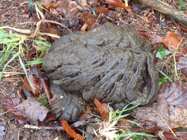 Bouse de boeuf d'Ecosse : apparemment plus sèche que celle des vaches normandes!