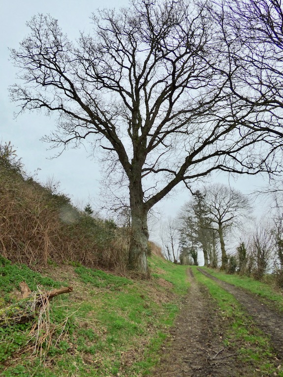 Sur le tracé de l'ancien parcellaire, un chêne qui marquait l'entrée d'un champ comme on va le voir.