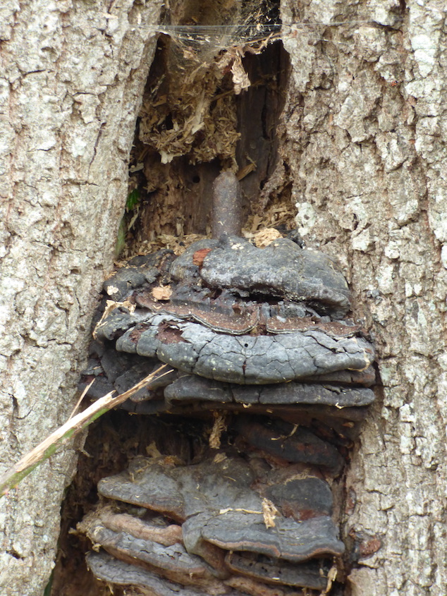 Le gond supérieur est ici "enfoncé" dans la plaie: le bois a tenté de recouvrir la plaie en fabriquant un bourrelet de cicatrisation, mais pas assez vite pour empêcher les champignons parasites de s'installer... Le bois de coeur est déjà consommé par des insectes vu la quantité de débris accrochés dans les toiles d'araignée.