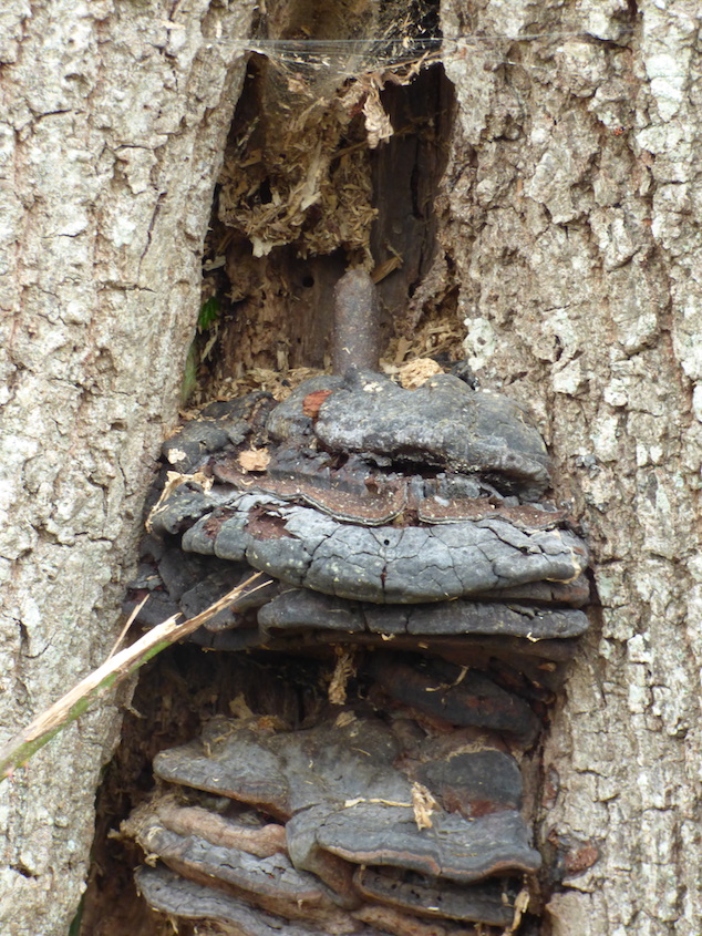 Le gond supérieur est ici &quot;enfoncé&quot; dans la plaie: le bois a tenté de recouvrir la plaie en fabriquant un bourrelet de cicatrisation, mais pas assez vite pour empêcher les champignons parasites de s'installer... Le bois de coeur est déjà consommé par des insectes vu la quantité de débris accrochés dans les toiles d'araignée.