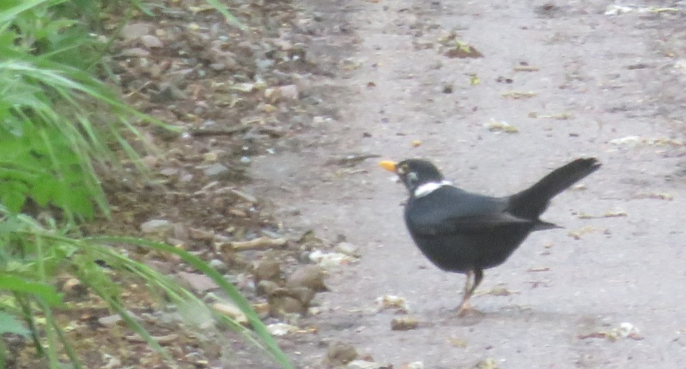 2020 04 26 merle noir CI 1.JPG (429.67 Kio) Vu 6301 fois merle noir à collier interrompu