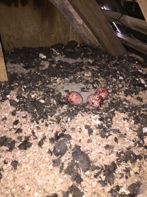 Ouest-France_08_05_2020