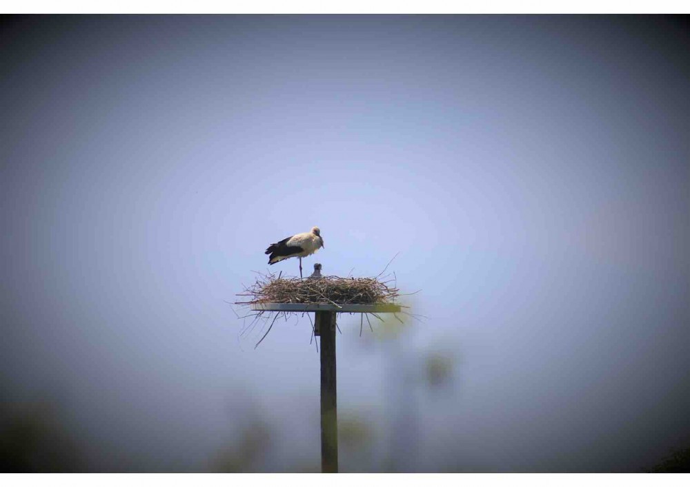 Cigogne et ses poussins.jpg